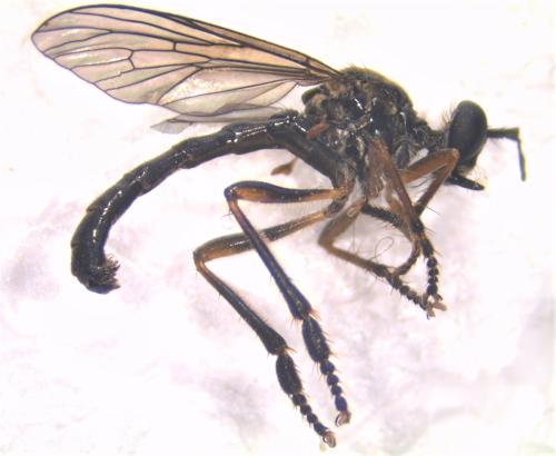 Dioctria hyalipennis